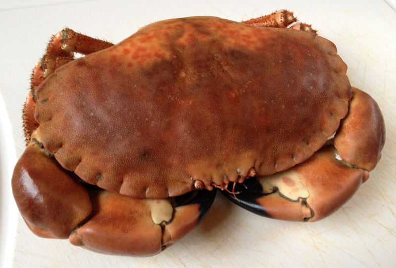 Free From G. How To Dress A Crab