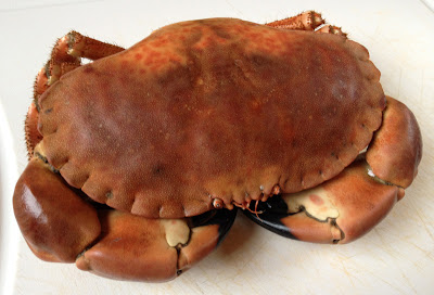 fresh crab