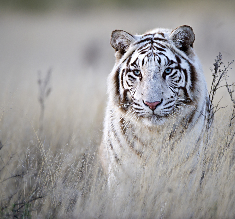 Hd Tiger Pictures Tiger Wallpapers Hd Animal Wallpapers