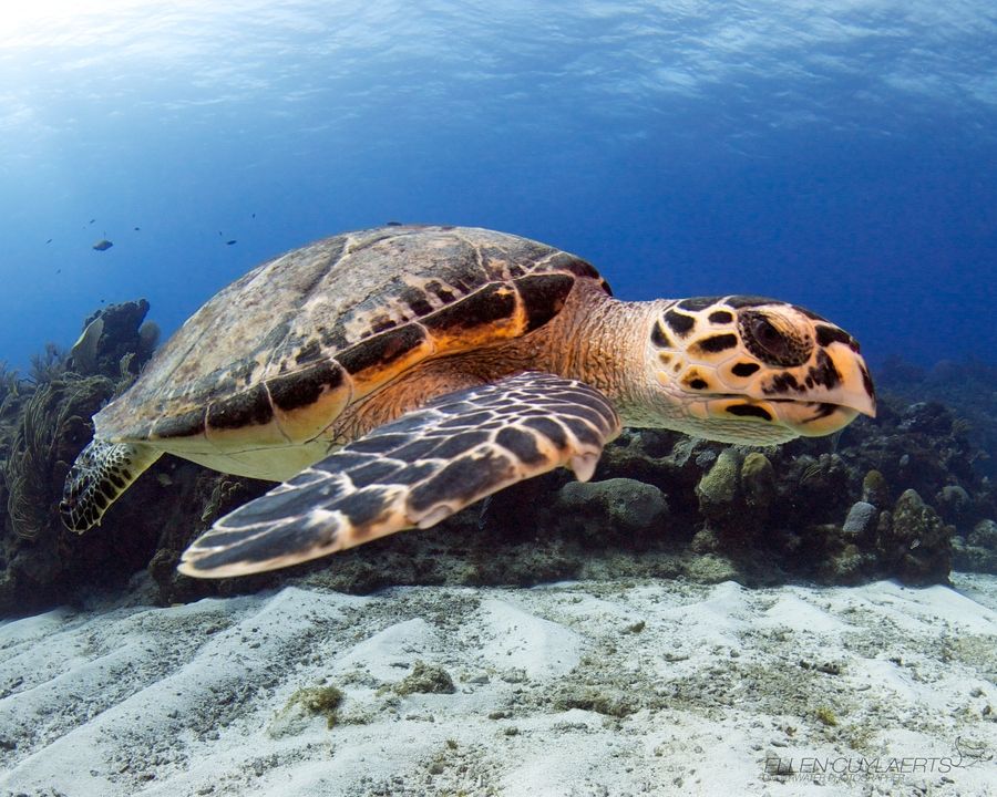 My life in the sea essay picture