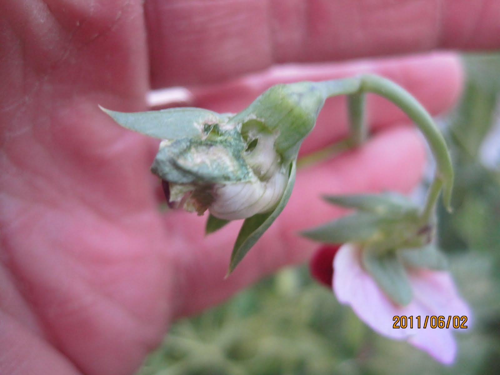 Swift's Gardening Blog Swift Horticultural Enterprises, LLC