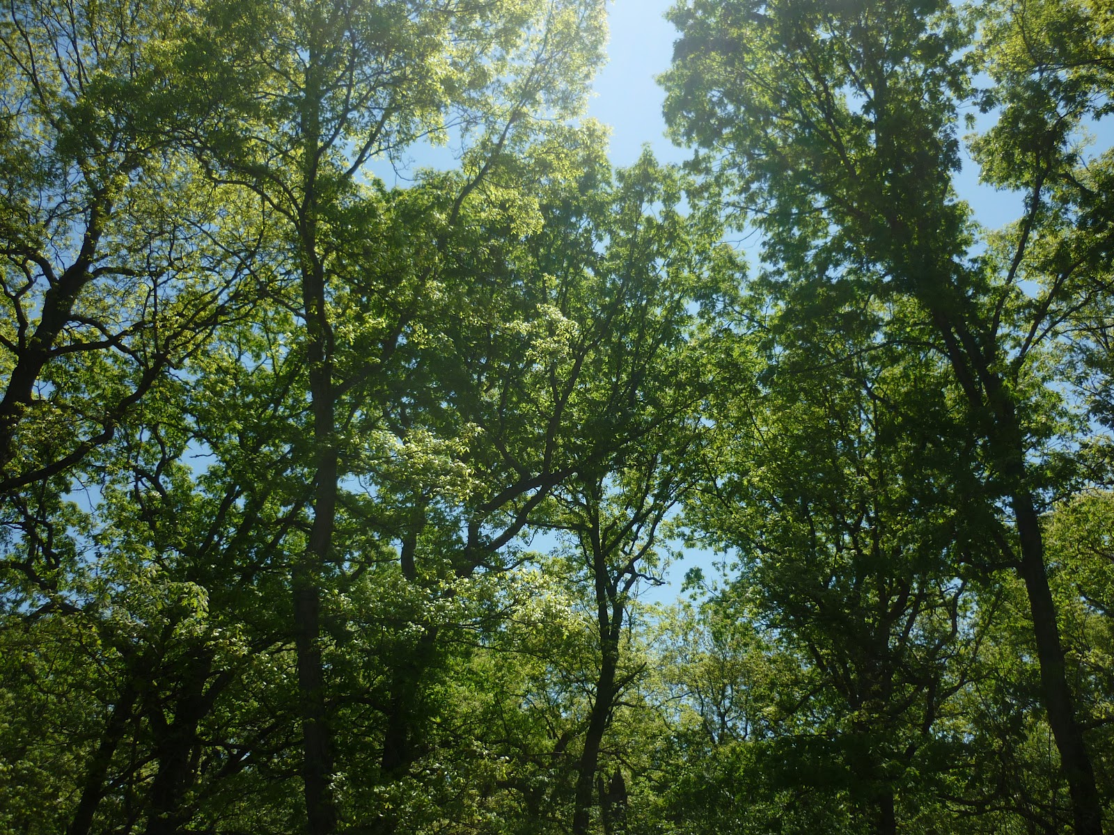 American voyages Oak Savannas of Southeastern Michigan A Reminder of