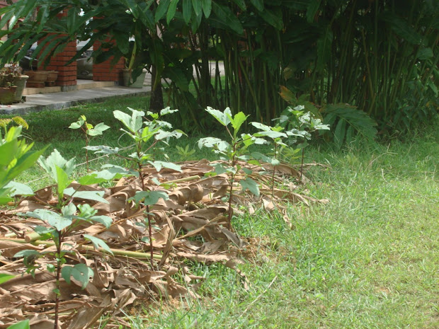 little vegetable garden mulching