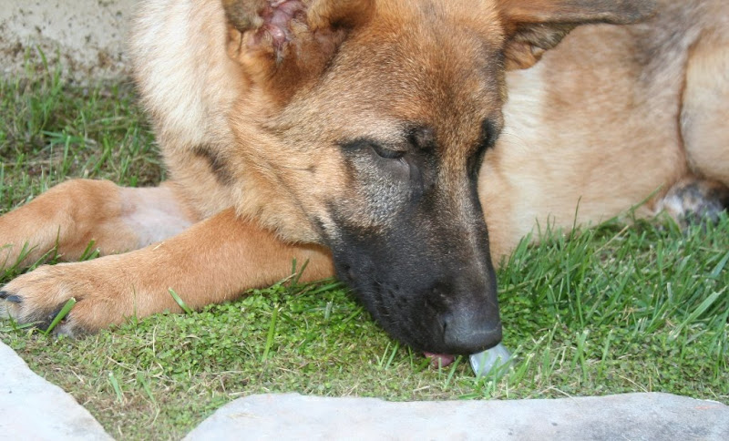 close up of chestnut colored kira laying in the grass next to our house with an ice cube laying in front of her, her tongue shows slightly as she licks the ice cube