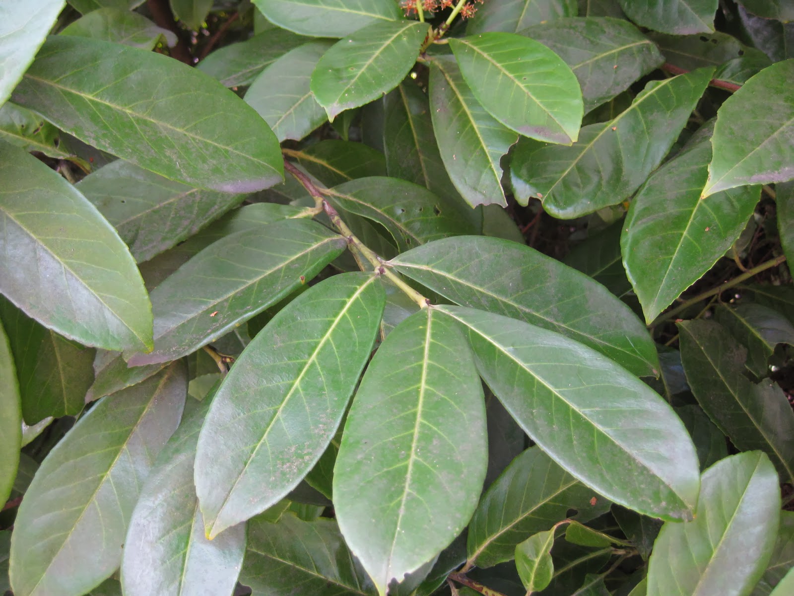 Trees of Santa Cruz County Prunus laurocerasus English Laurel