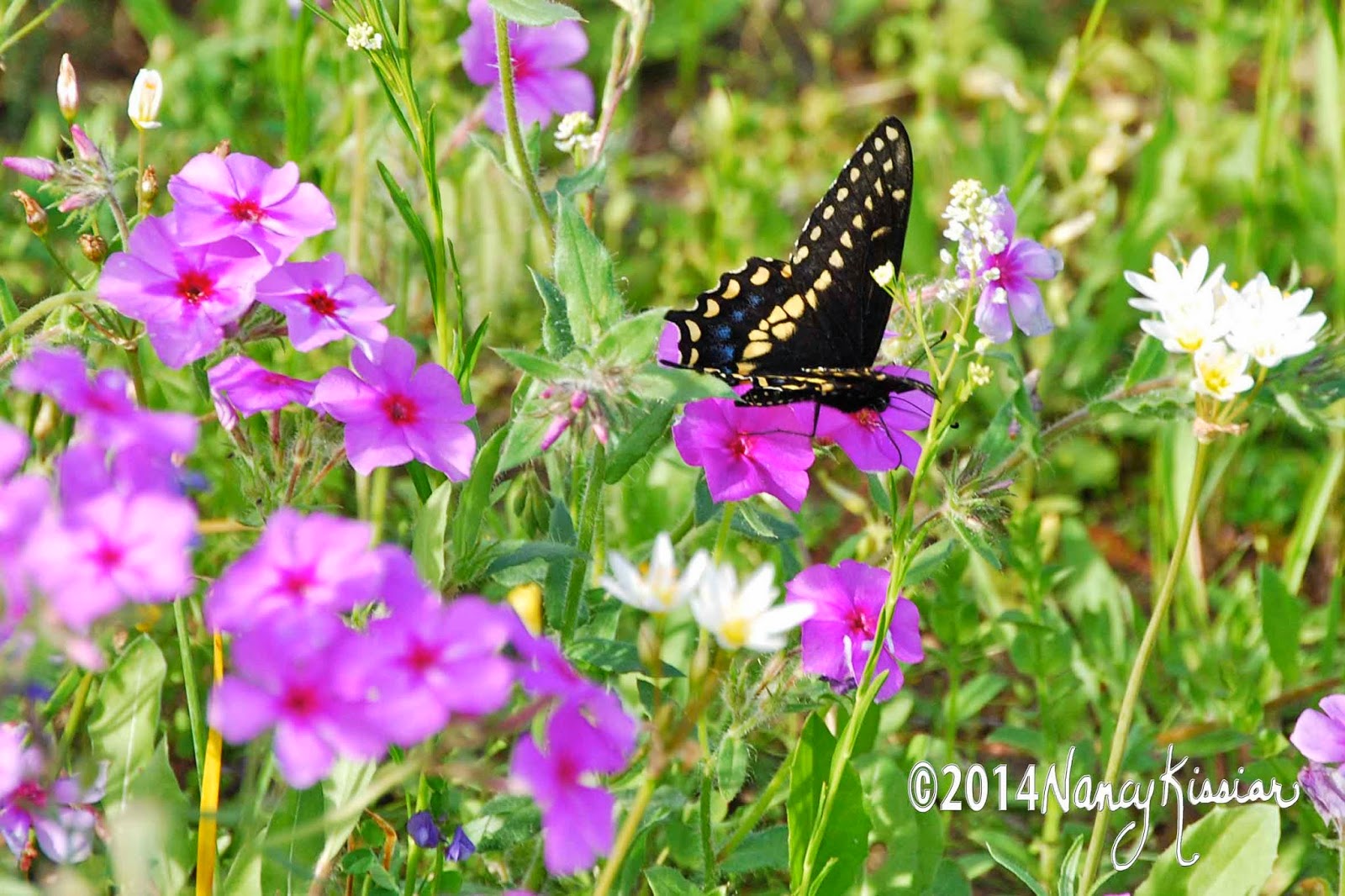 Wild About Texas A Smattering of Central Texas Wildflowers