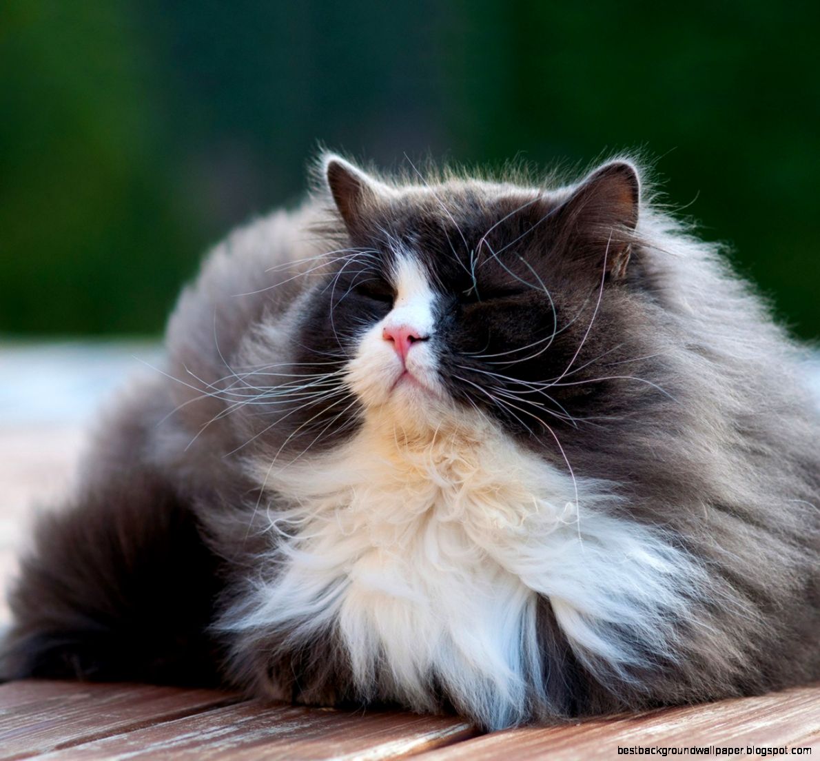 6972946 cat enjoy sun  Wallpaper 4K  Wallpaper HD 4K  Wallpaper 6972946 cat enjoy sun  Wallpaper 4K  Wallpaper HD 4K  Wallpaper