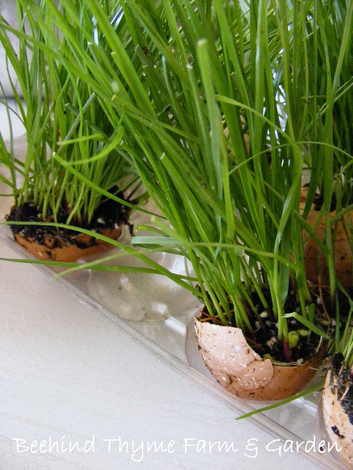 Beehind Thyme Farm & Garden SPRING is JUST around the bend...