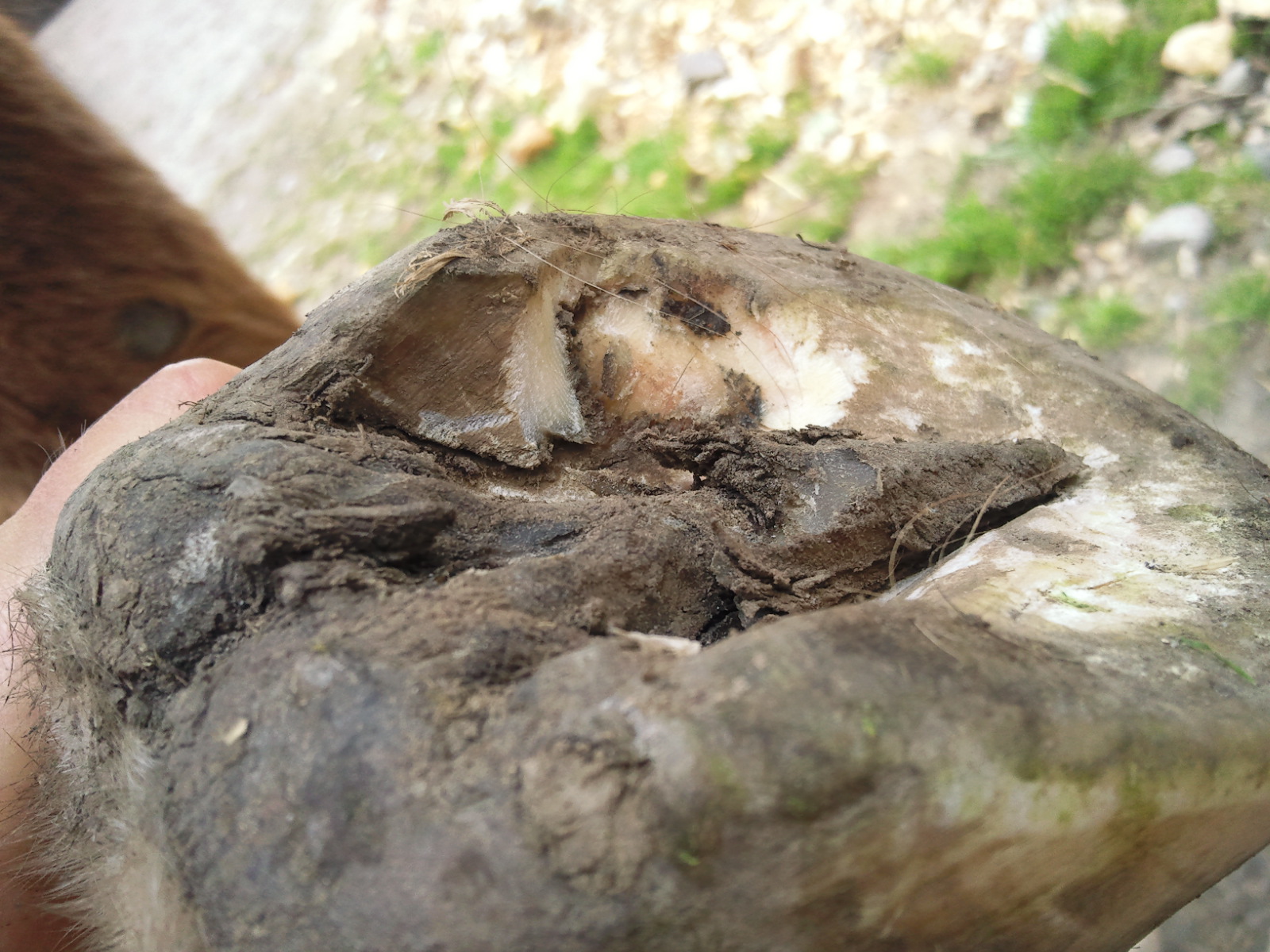 Barefoot Horse Blog Corns