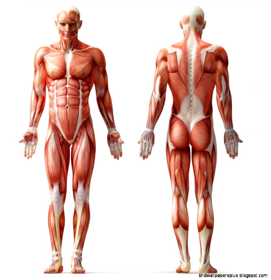 Human Muscle Anatomy LesilmcGuire Human Muscle Anatomy LesilmcGuire