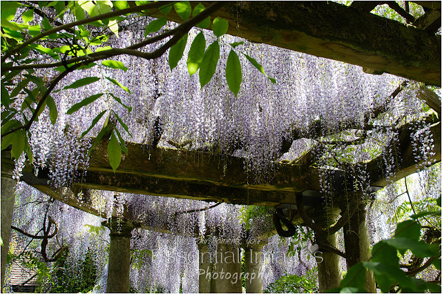 flowering wisteria at Exbury Gardens