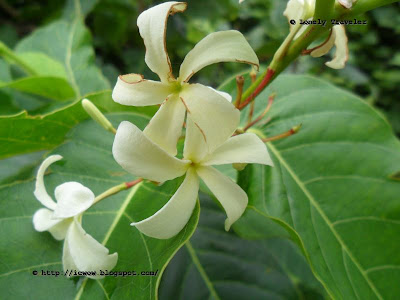 VƯỜN CÂY ĐV II - Page 26 Kurchi%2BFul%2B%252B%2BHolarrhena%2Bpubescens%252B2