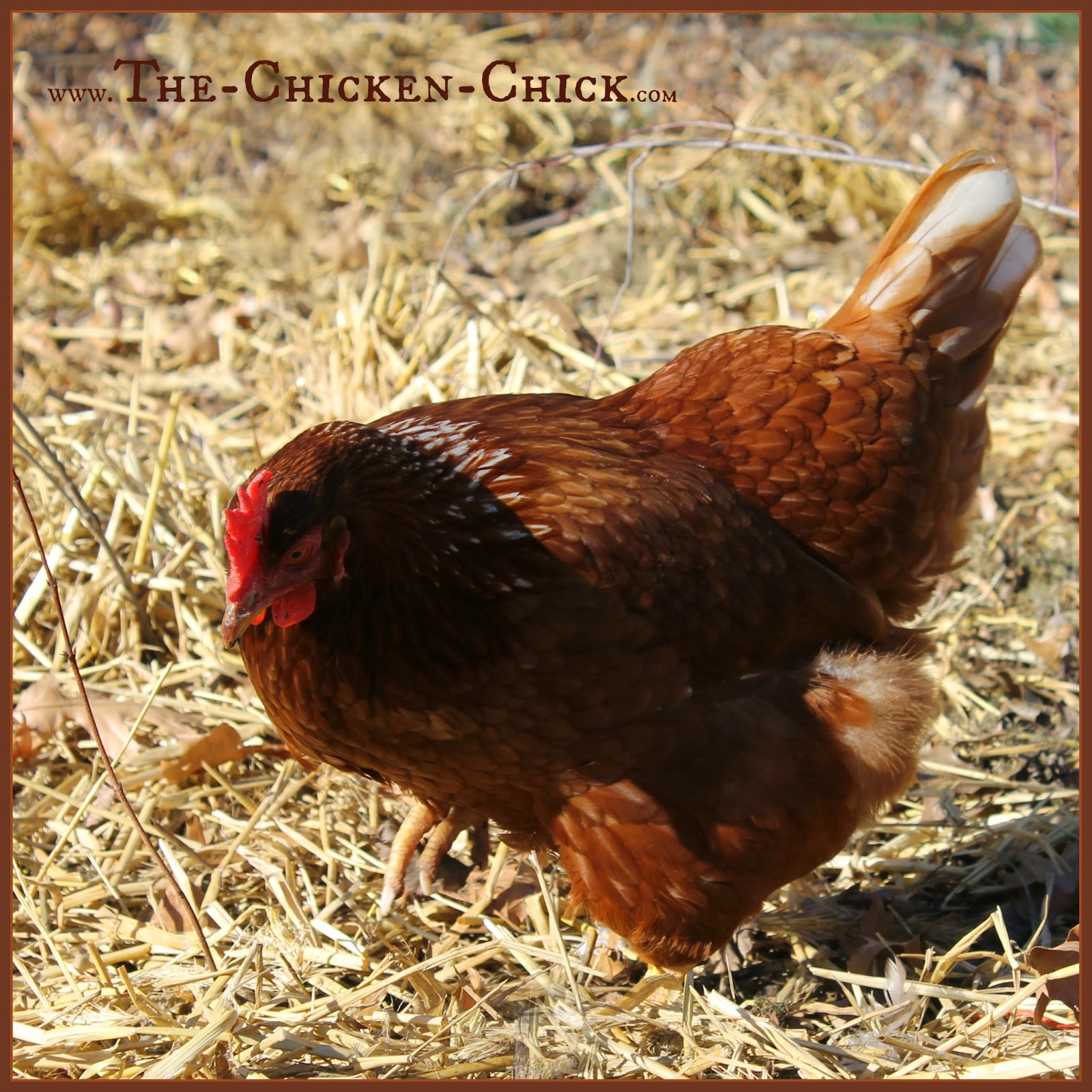 The Chicken Chick® 20+ Winter Boredom Busters for Backyard Chickens!