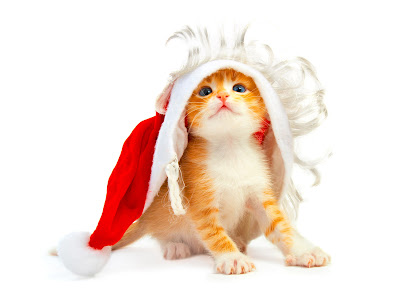 Chats de Nol. Christmas+Cat