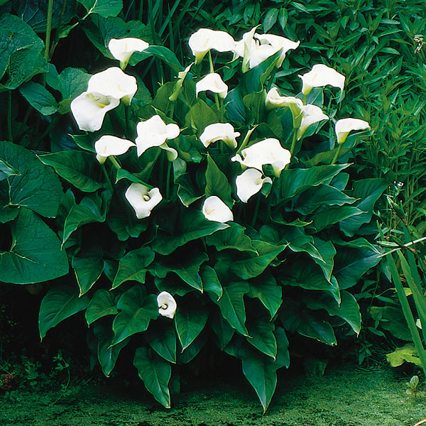 Glasshouse Nursery and Garden Centre Growing Calla Lilies in Southern