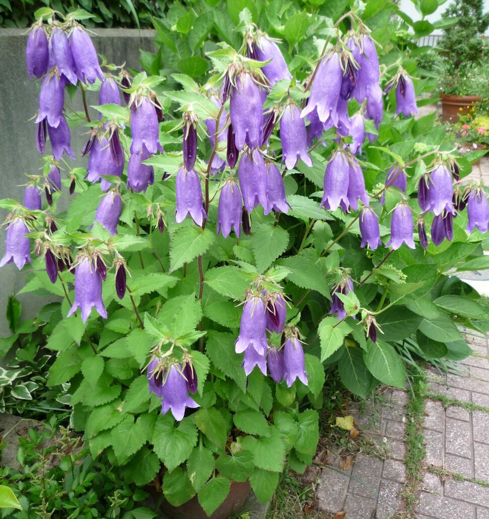 Ein kleiner Garten von Anne Campanula ‘Sarastro’