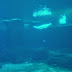 Concerning Belugas: Circuit swimming- well... (11:00 AM Vancouver Time) - 2nd Time