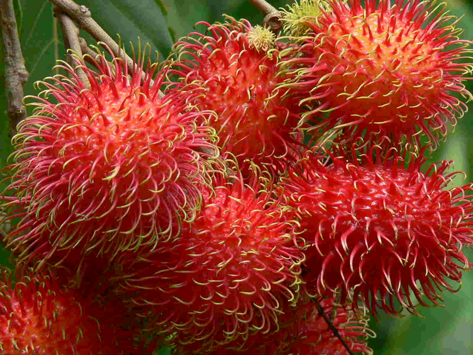 Mewarnai Gambar Buah Rambutan | Mewarnai Gambar