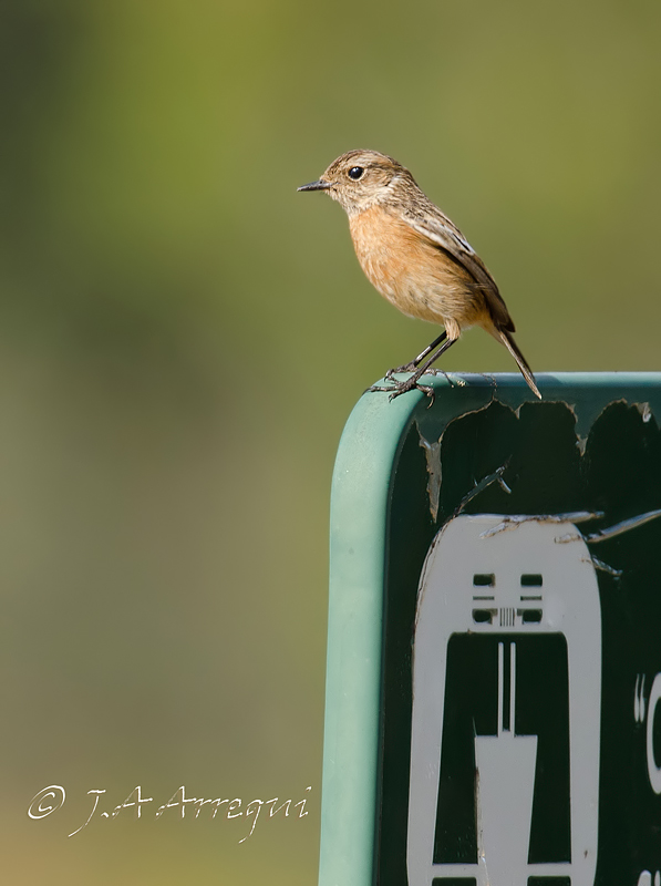 Tarabilla común, Saxicola torquata, Common Stonechat Tarabilla común, Saxicola torquata, Common Stonechat