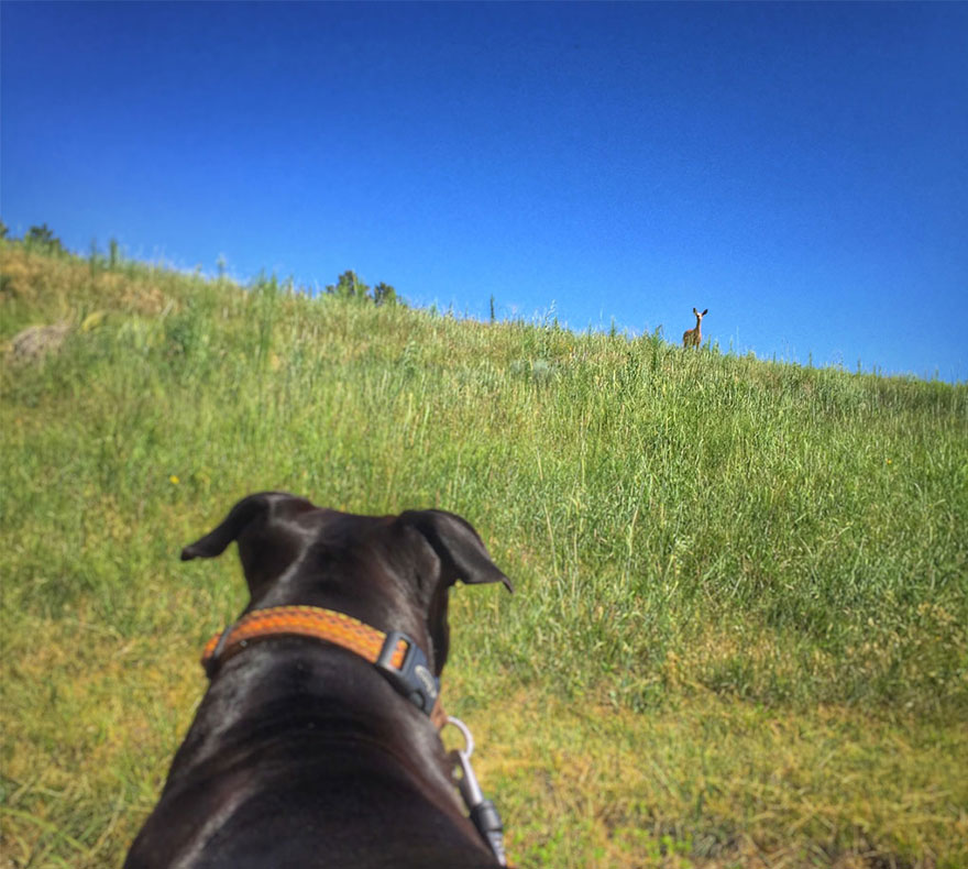 Beauty is everywhere if you know how to look - I Live In My Truck With My Dog And Travel Across The Country