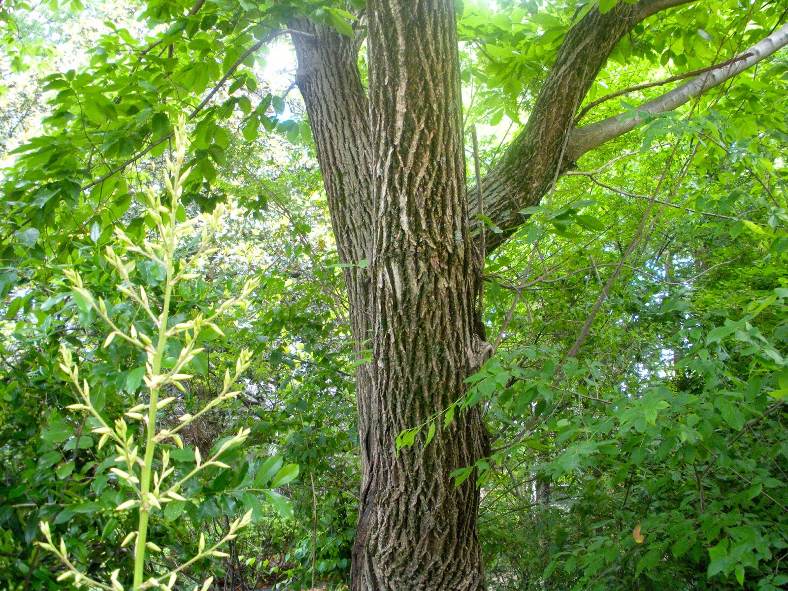 Memphis Trees Rare trees