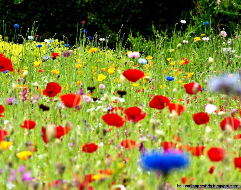 Flower Meadow wallpapers Crazy Frankenstein Flower Meadow wallpapers Crazy Frankenstein