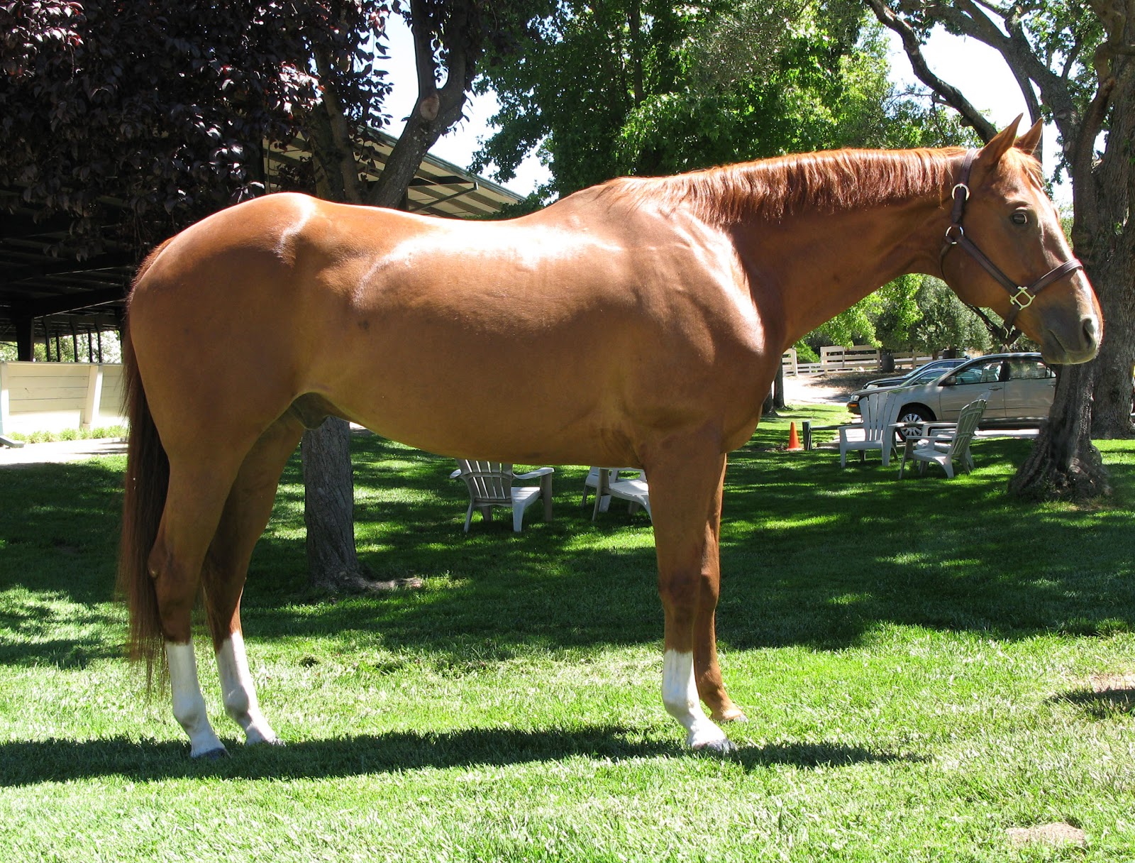 Horse Judging Quarter Horse Geldings