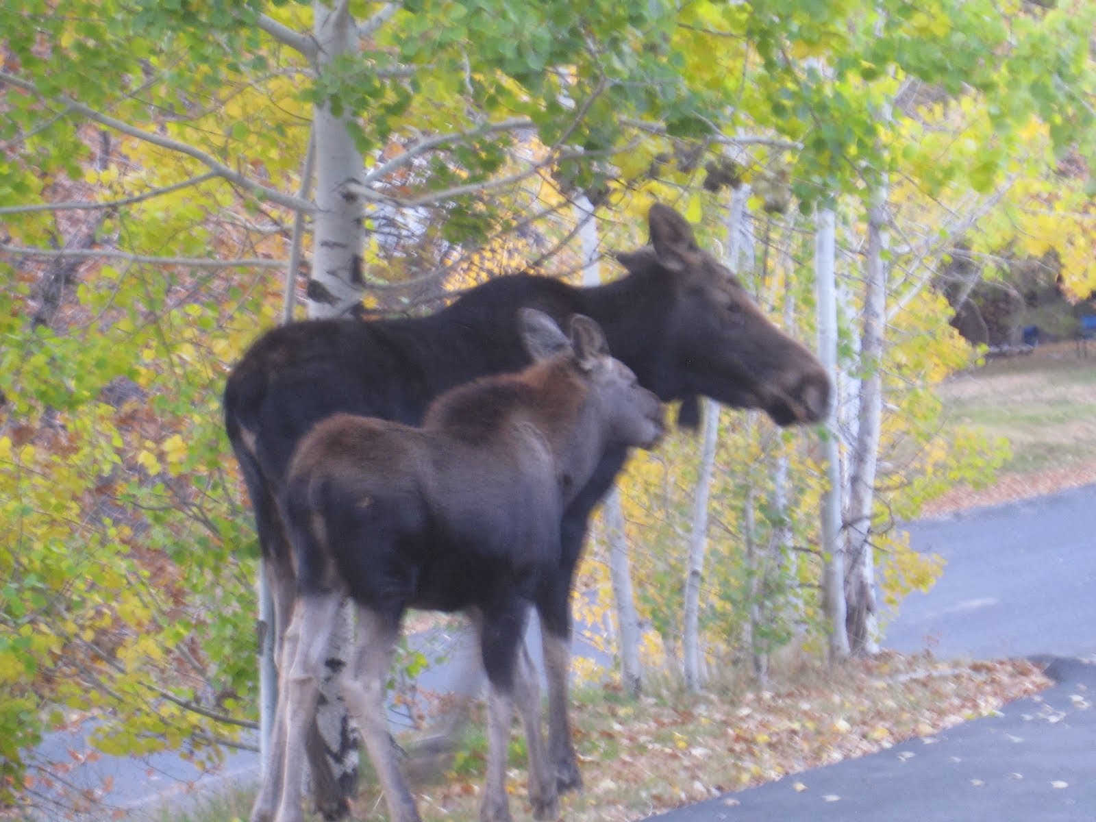 Yard Visitors