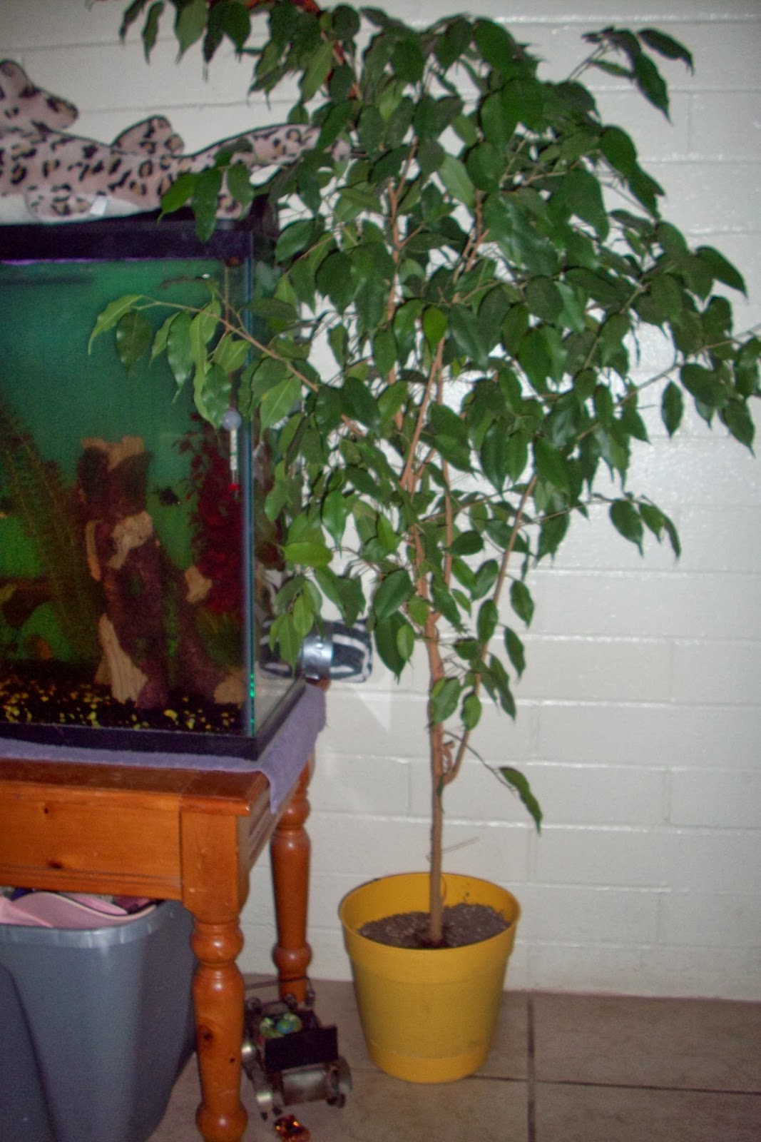 Pots of Luv My Ficus Tree Is Growing Good