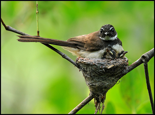 Gambar sarang burung sikatan jawa