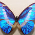 Morpho helena