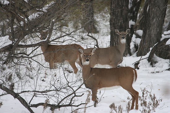 pa doe tags remaining pa doe tags remaining