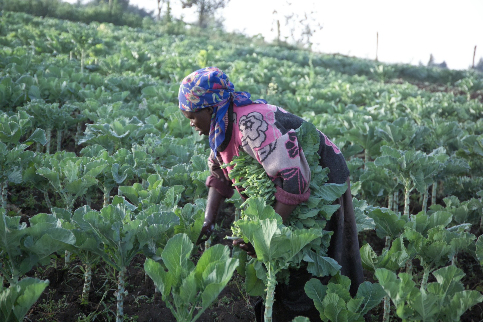 African Women Farming
