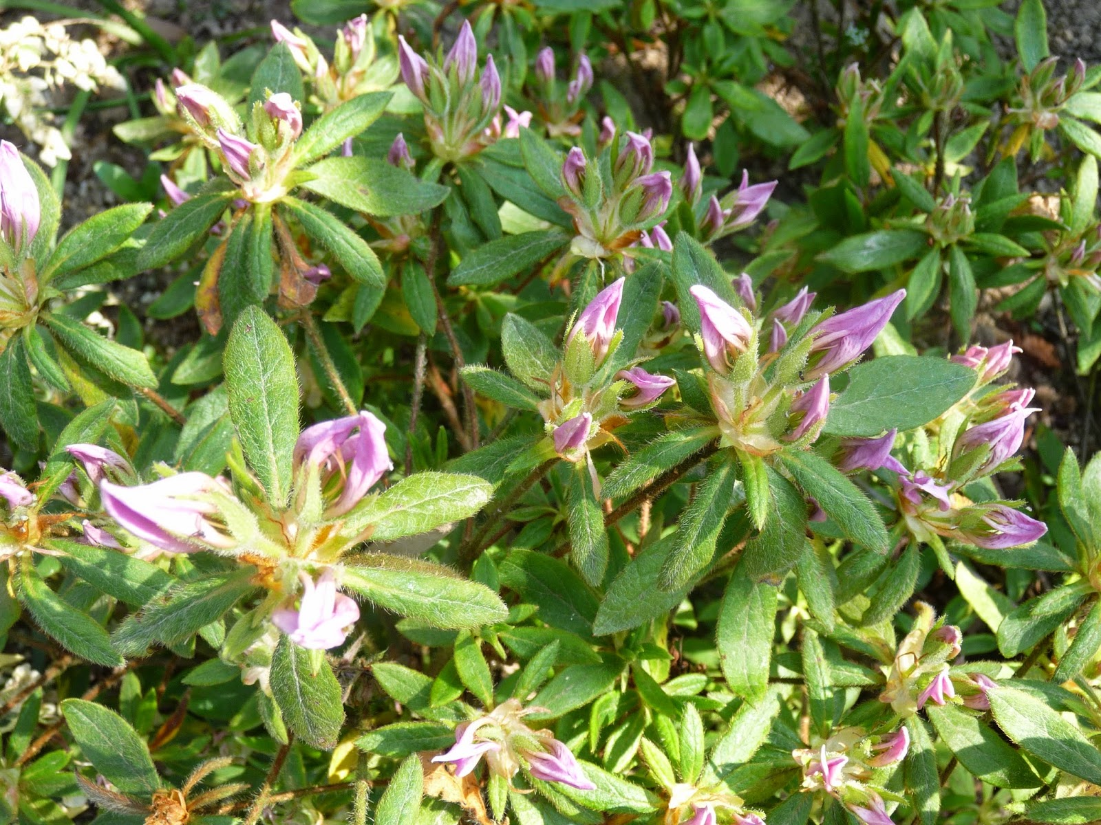 Ma Terre De Bruyere Les Camelias Du Jardin