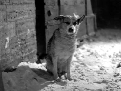 10 Peliculas basadas en los libros rusos Coraz%C3%B3n+de+perro+ +%D0%A1%D0%BE%D0%B1%D0%B0%D1%87%D1%8C%D0%B5+%D1%81%D0%B5%D1%80%D0%B4%D1%86%D0%B5 10 Peliculas basadas en los libros rusos