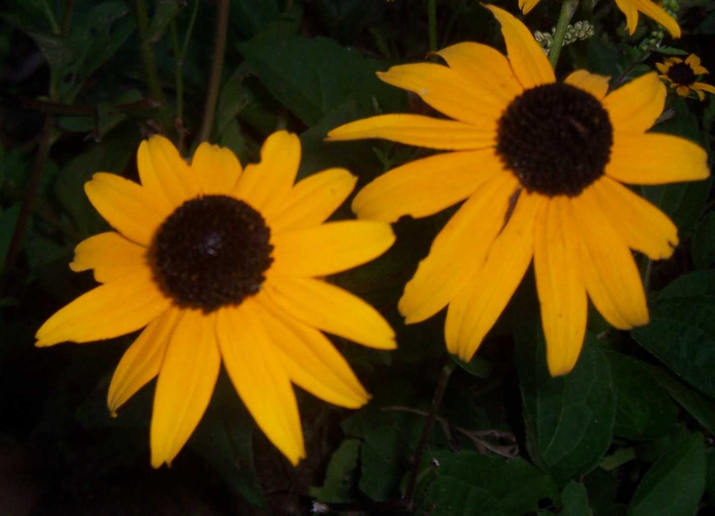 One Eyed Susan