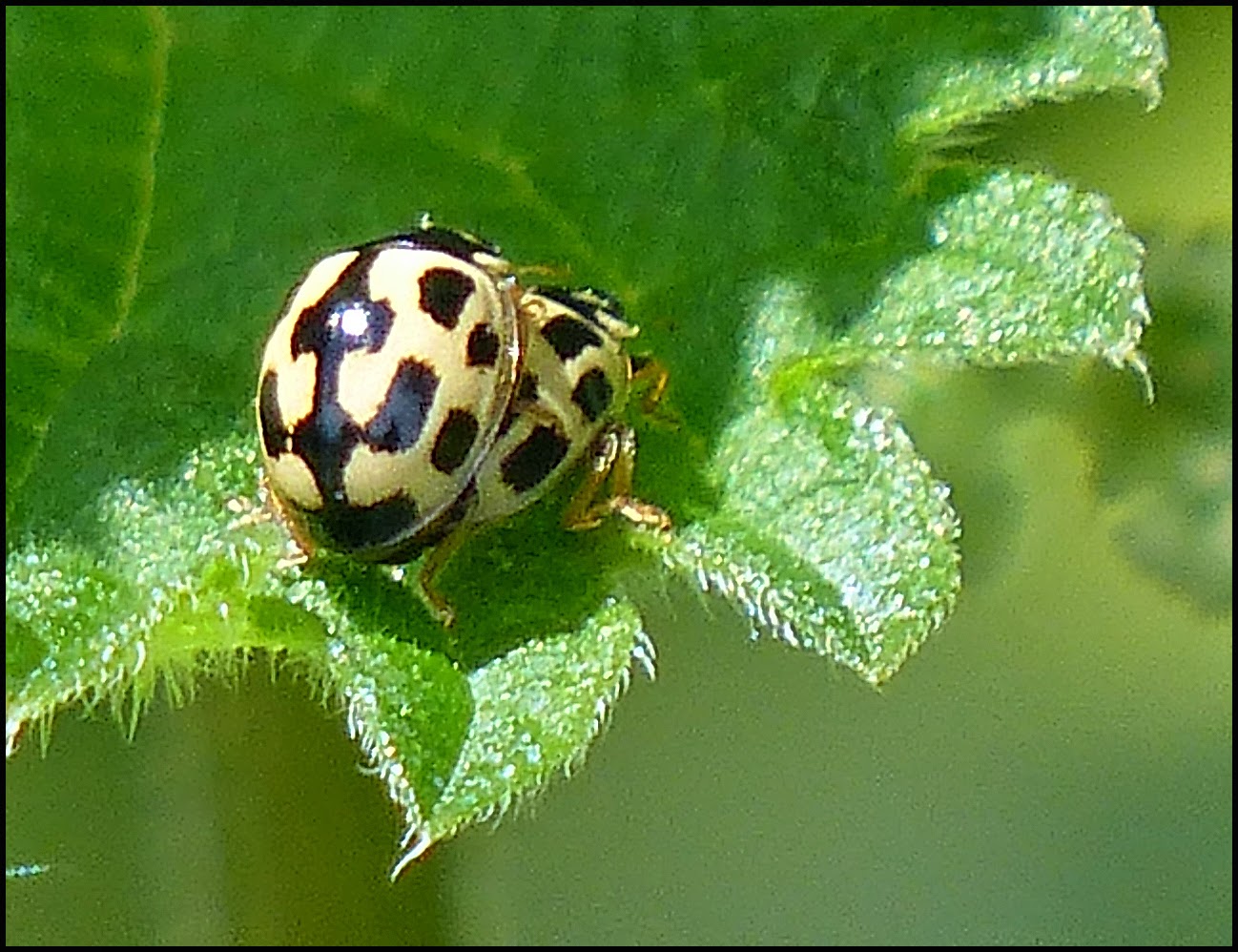 Wild and Wonderful Tree Following Silver Birch in July