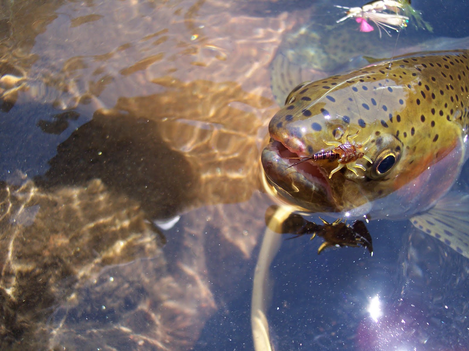 The Hopper Juan Deckers and North Cat.