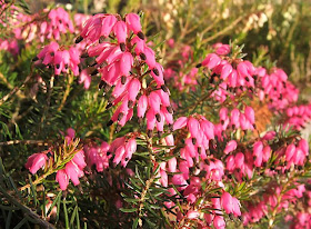 Erica December Red Stock Photos Erica December Red Stock Images