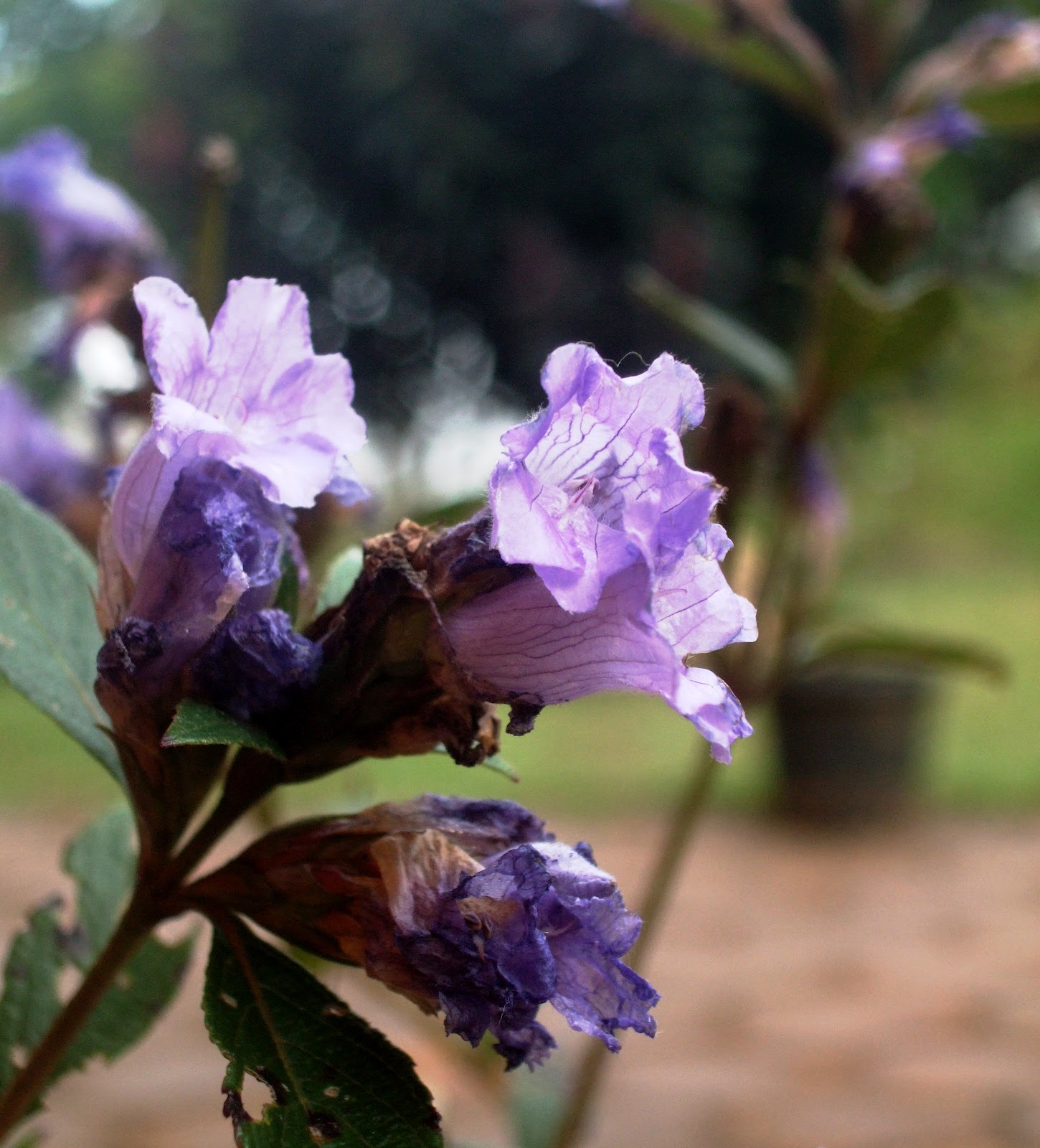 conservationplus Neelakurinji (Strobilanthes kunthiana) bloooms