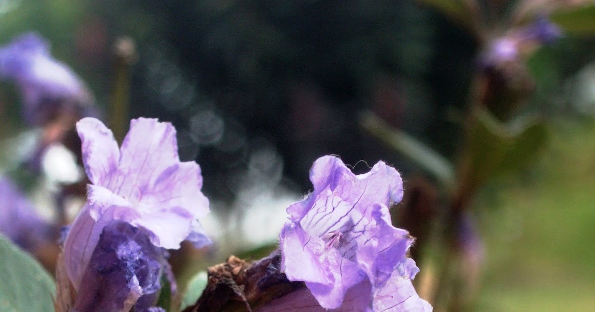conservationplus Neelakurinji (Strobilanthes kunthiana) bloooms