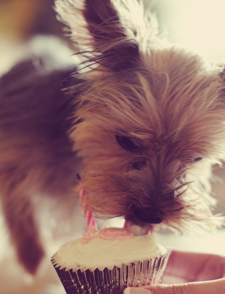 homemade yorkie treats