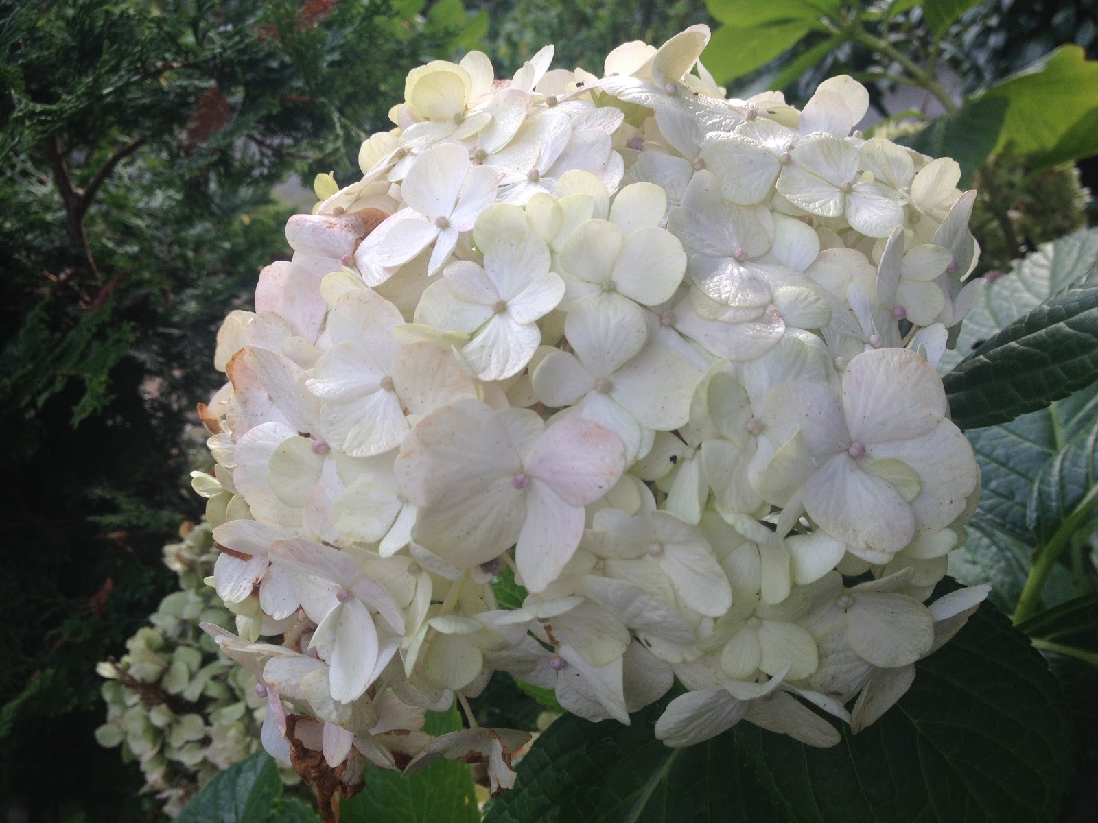 A Gardener In Progress Hydrangea Heaven
