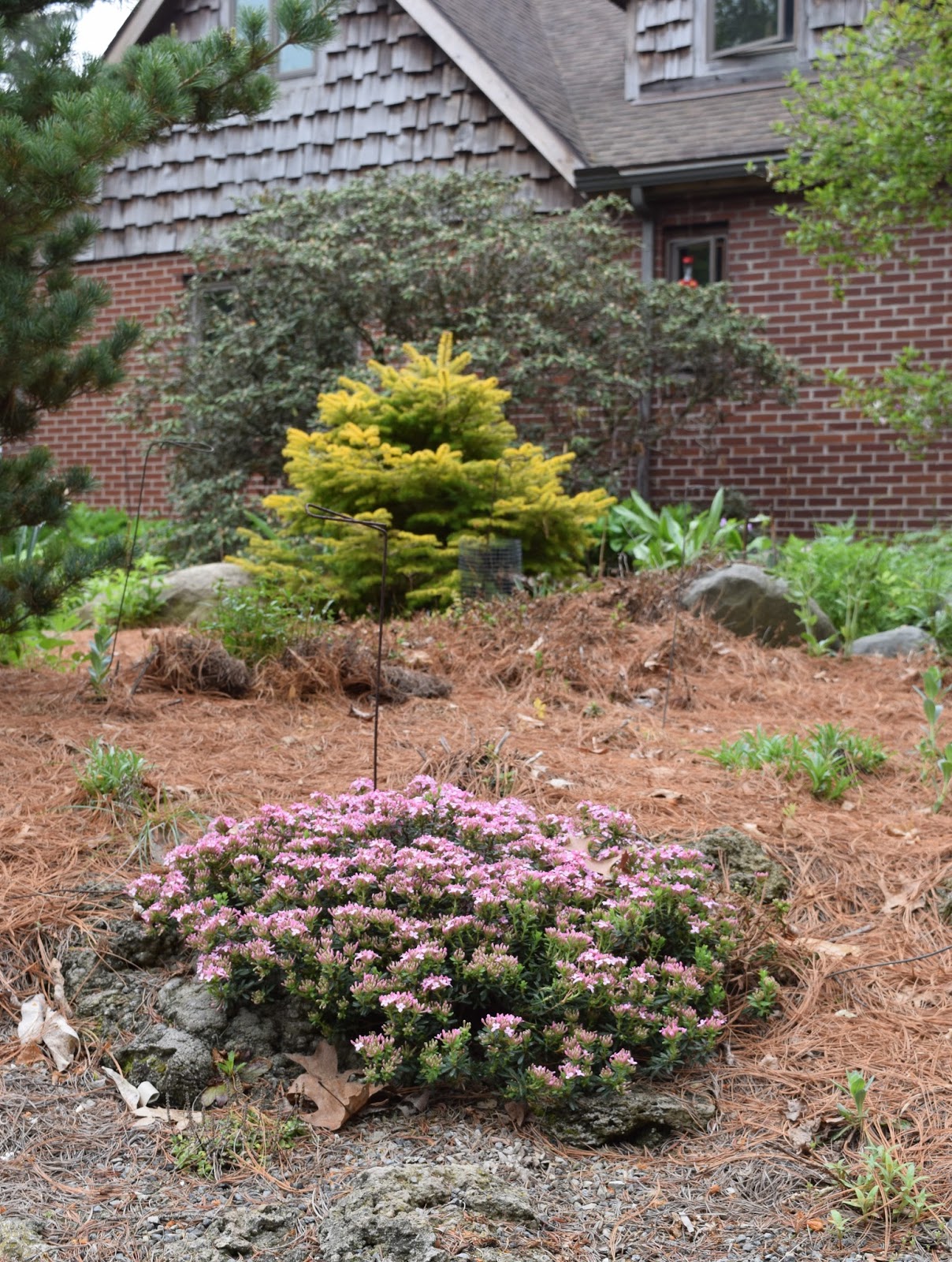 Prairiebreak Daphneville in Ypsilanti the Thompson Garden part two....