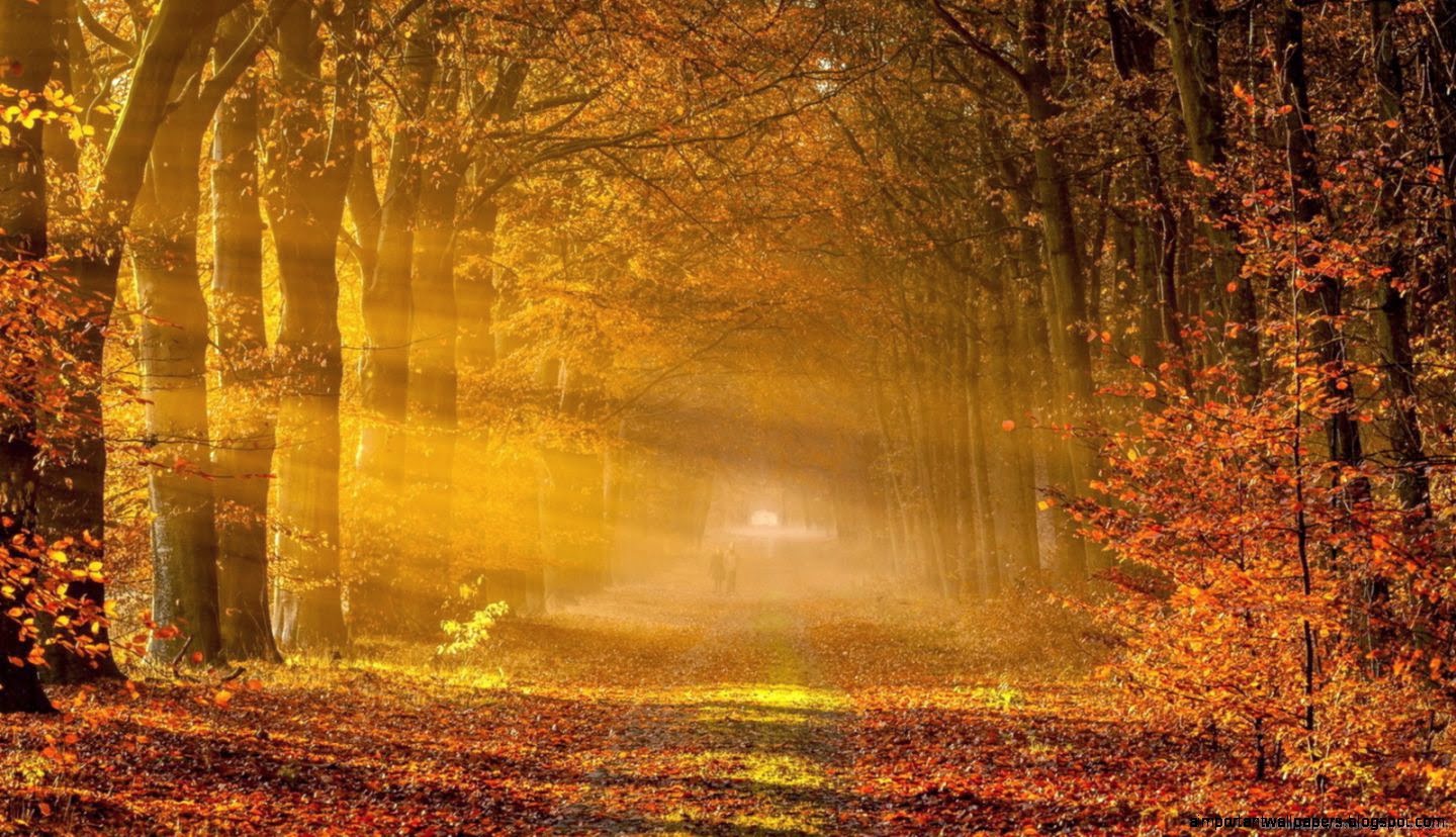 Fall Backgrounds wallpaper Fall Backgrounds hd wallpaper Fall Backgrounds wallpaper Fall Backgrounds hd wallpaper