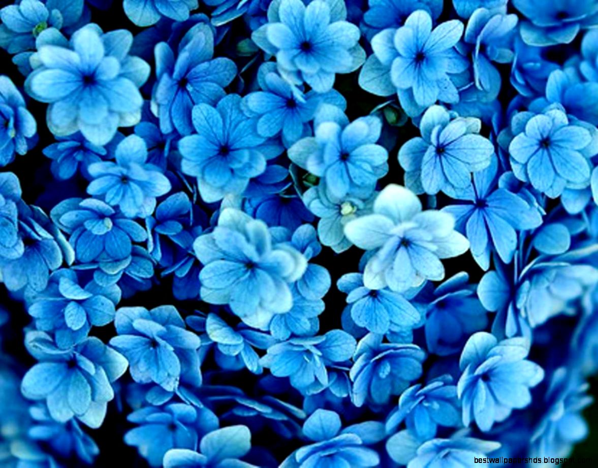 Blue Flower Wallpaper HD Wallpapers and Pictures Blue Flower Wallpaper HD Wallpapers and Pictures
