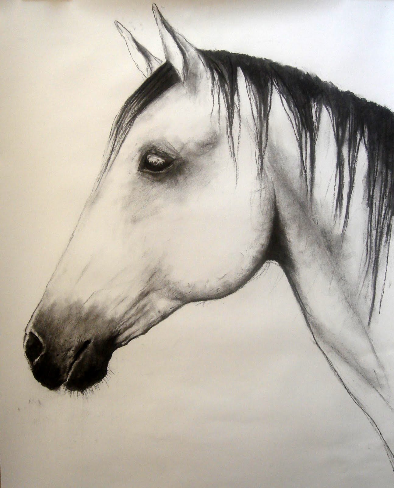 horse study, 2009