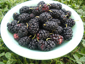 Mulberries