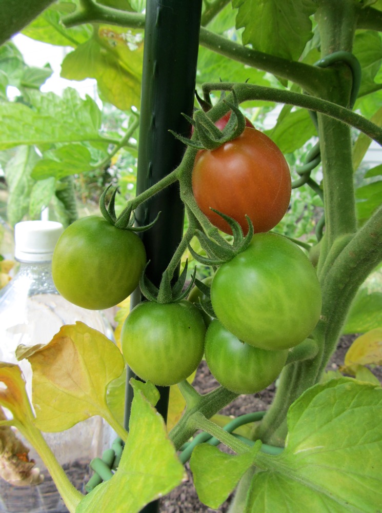 Pacific Northwest Gardener Blush Blushing and More Tomatoes Finally