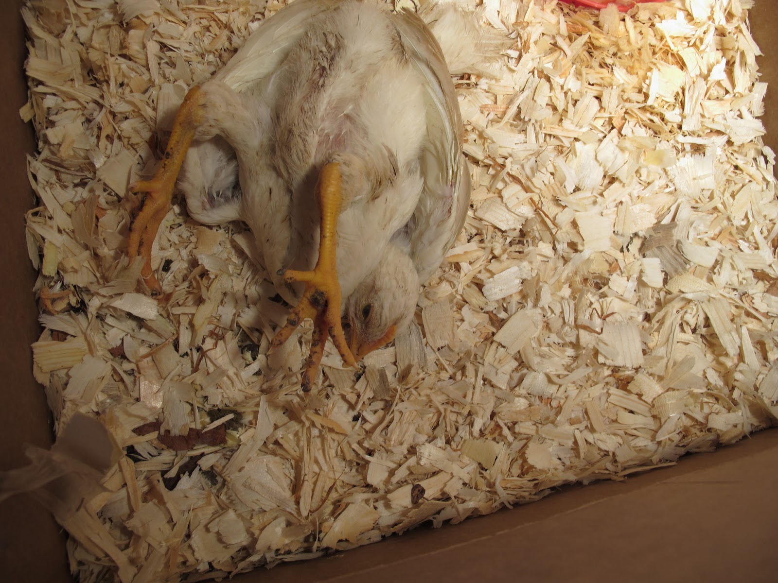 Joe's Garden Journal Chicken Update 5/30/13 Sick Baby